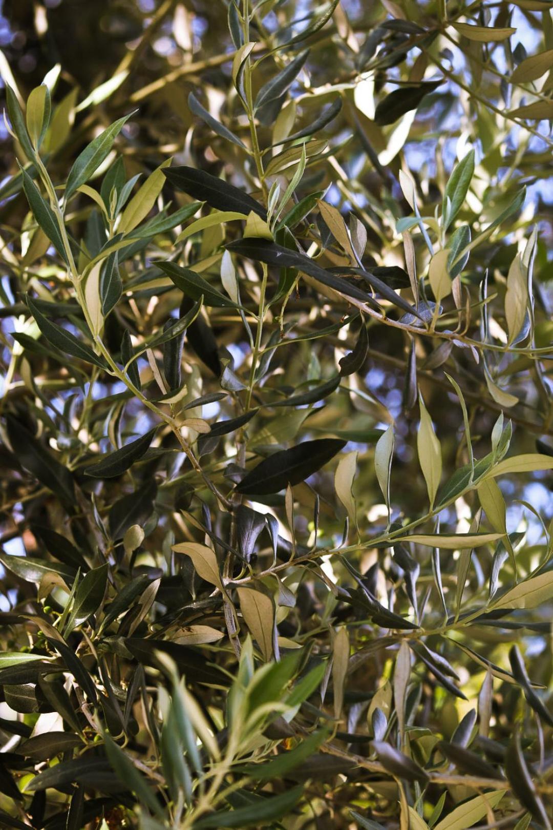 House Natural سيتلوك المظهر الخارجي الصورة